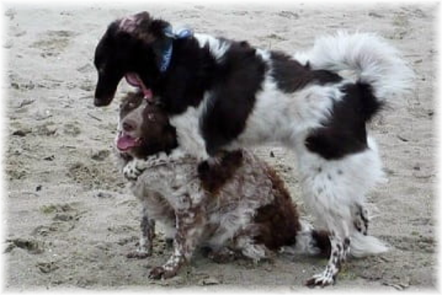 Lydia Vriend - Honden - Natuurgeneeswijzen voor dieren